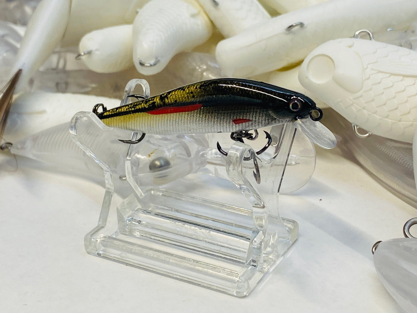 Eastern Red Fin Dace 2.25" 2025