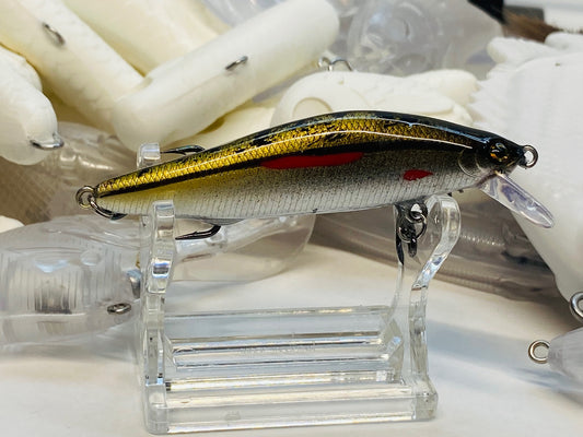 Eastern Red Fin Dace 2.75'' 2025